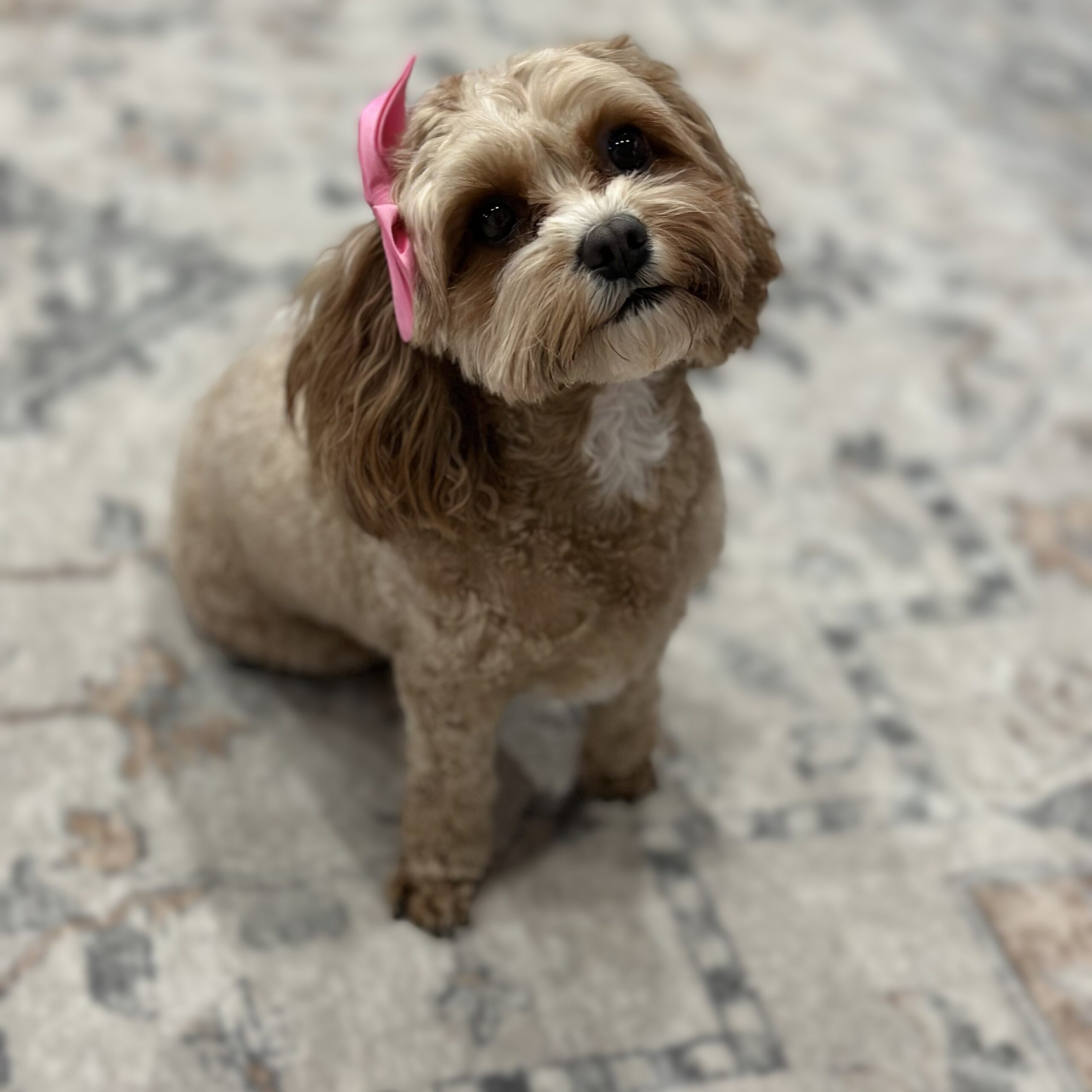 Featured image for “Penny”