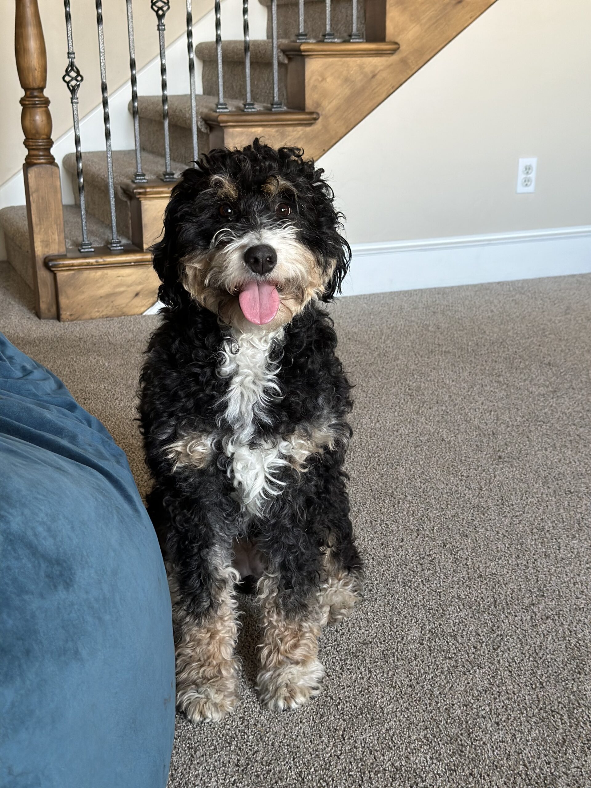 Featured image for “Oak”