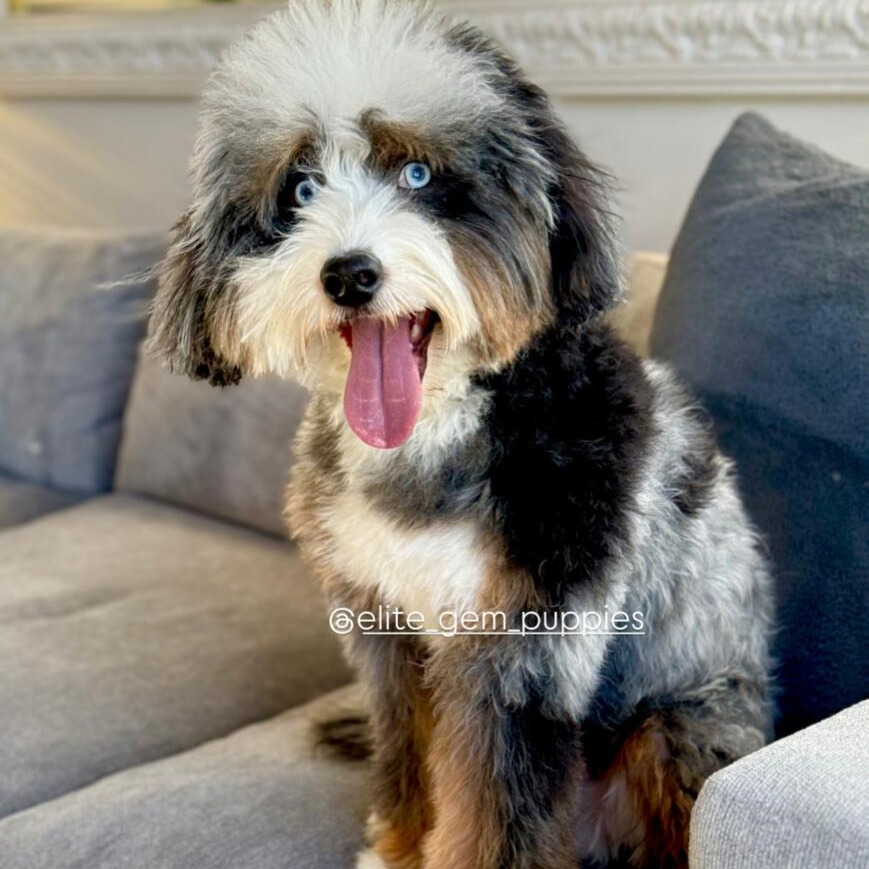 Featured image for “Banks (Elite Gem Puppies Stud)”