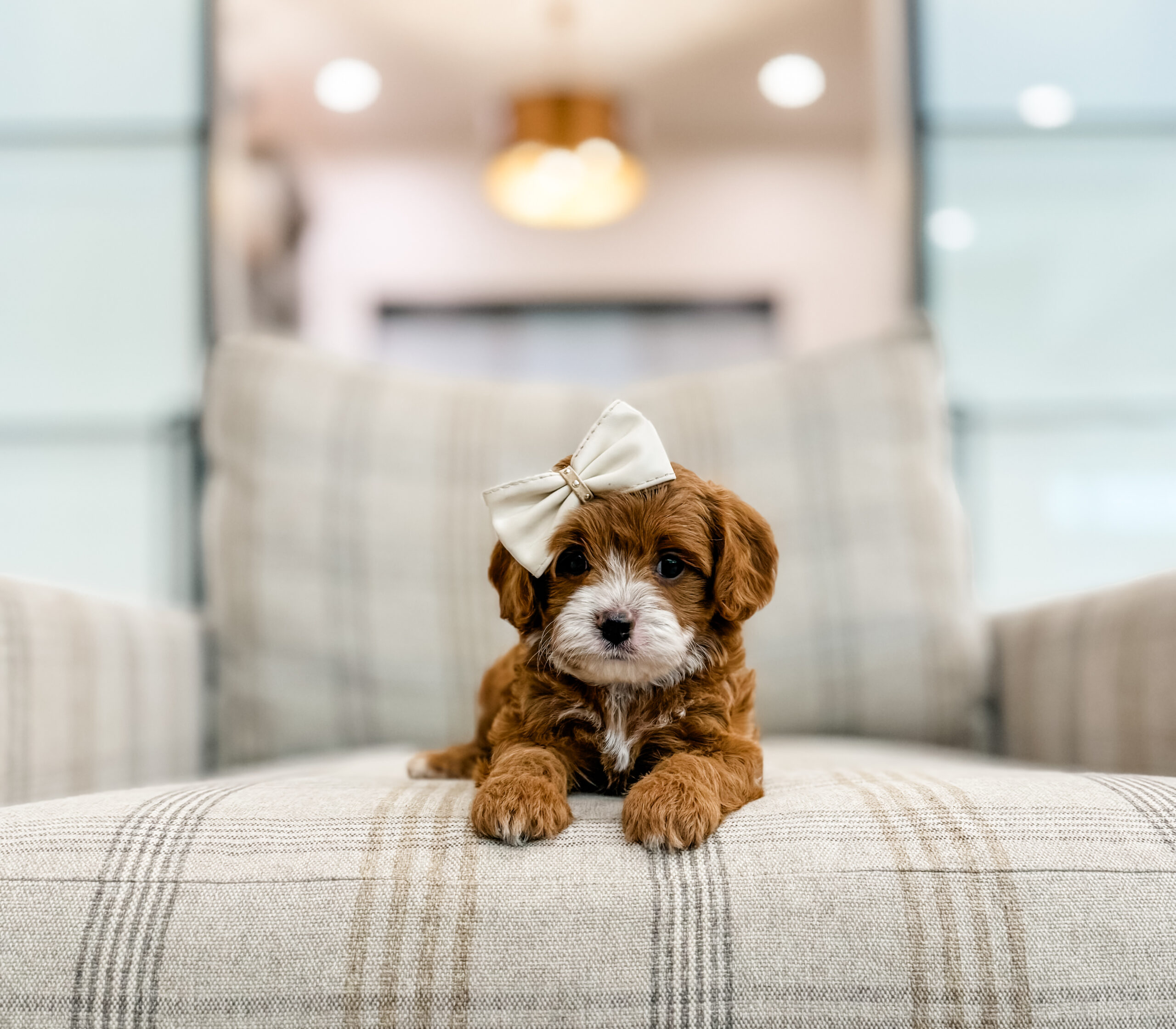 Featured image for “Bree Future Cavapoo Mom”