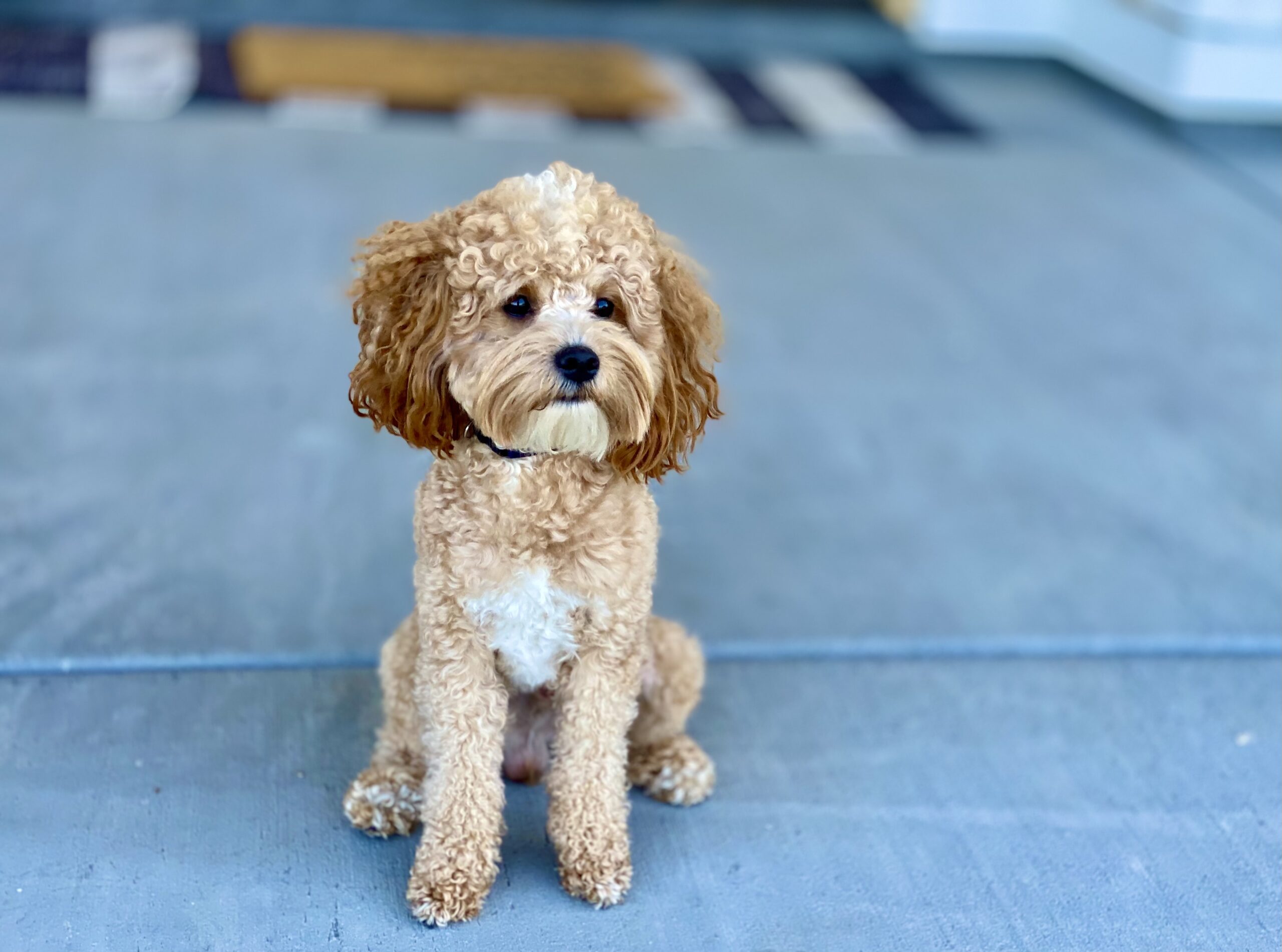 Featured image for “Toby (Pawsitively Perfect Pup Co)”