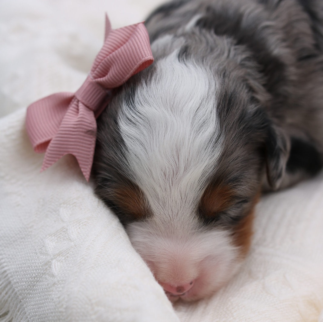 Featured image for “Micro/Mini Bernedoodle “Ash””