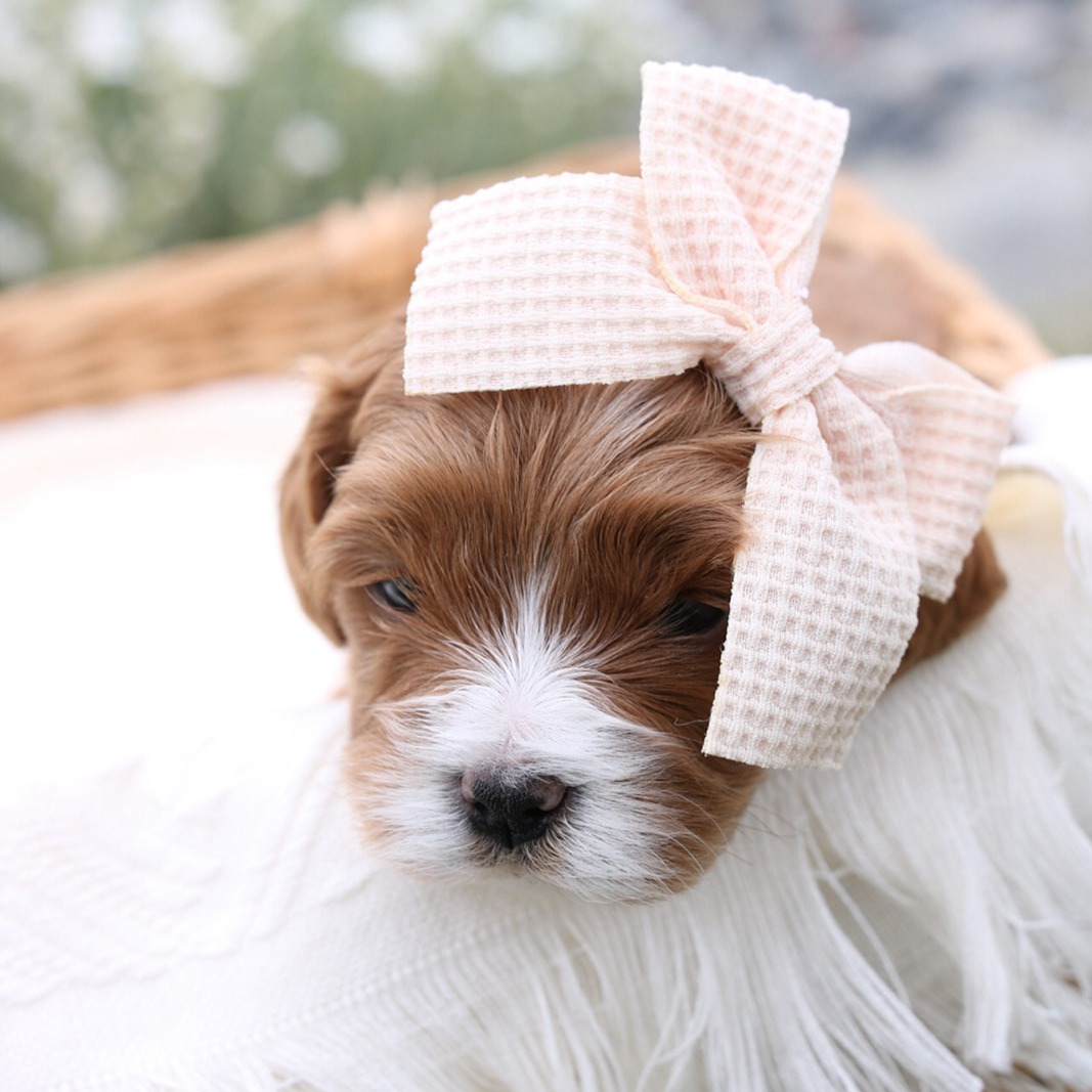 Featured image for “Mini Multigen Cavapoo’s “Aspen””