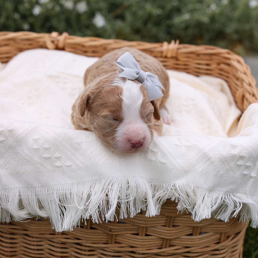 Featured image for “Micro/Mini Bernedoodle “Autumn””