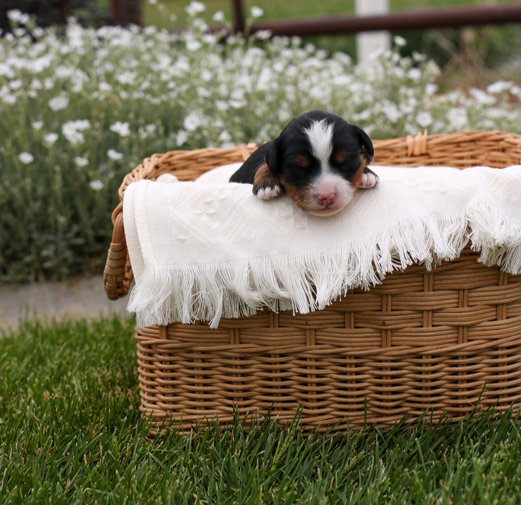Featured image for “Micro/Mini Bernedoodle “Canyon””