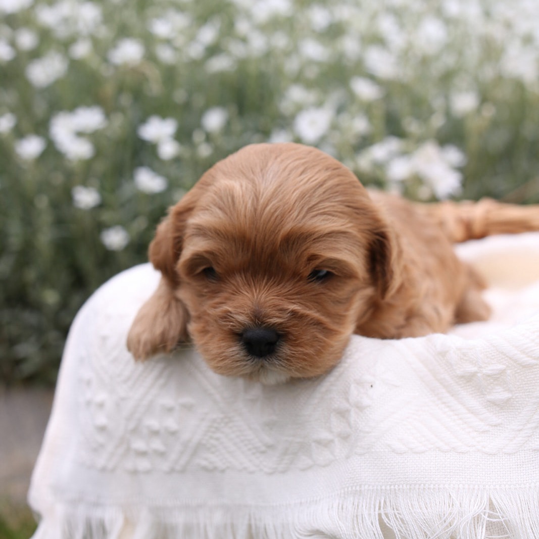 Featured image for “Multigen Cavapoo “Flint””