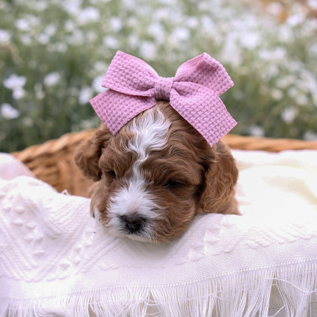 Featured image for “Mini Multigen Cavapoo’s “Rivers””