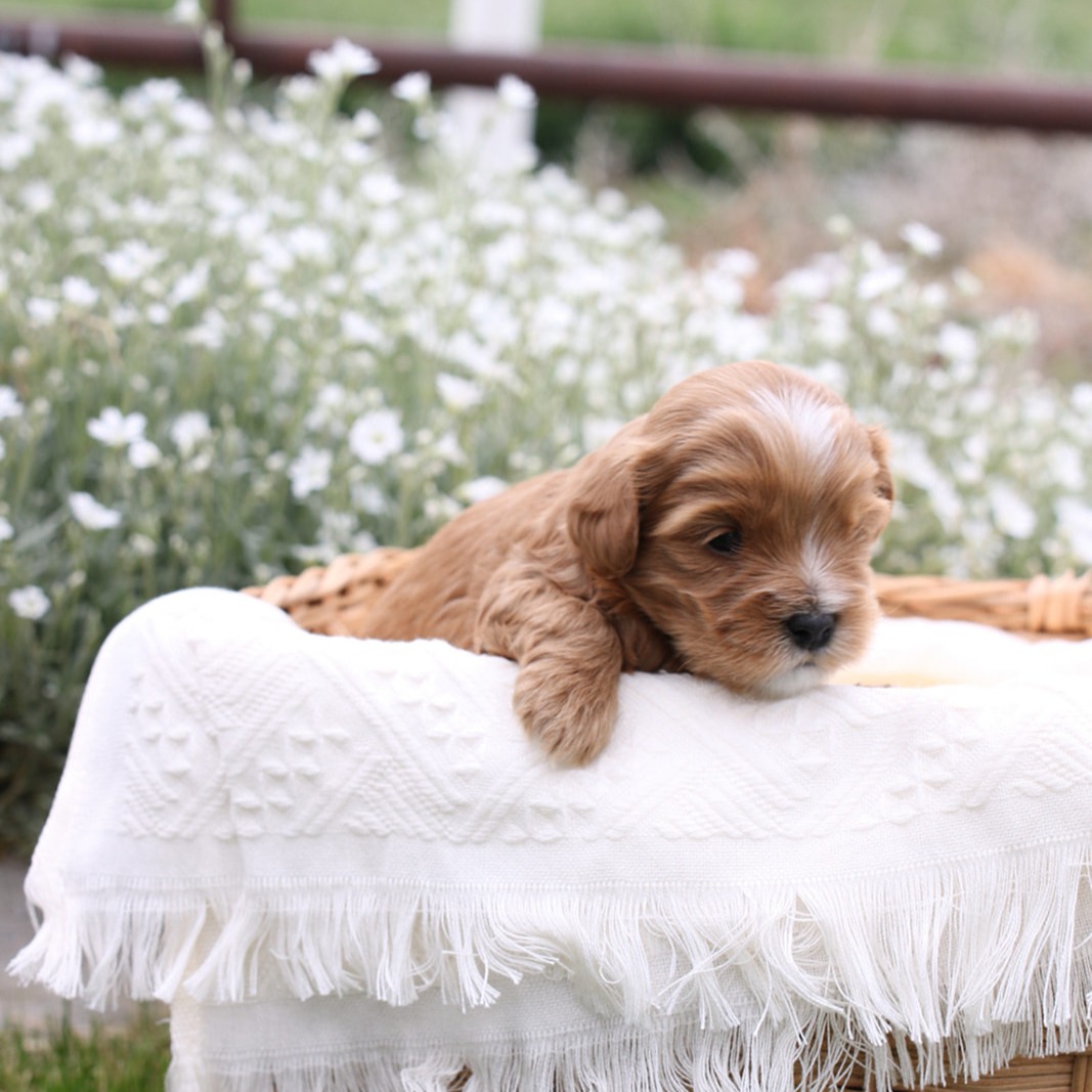Featured image for “Multigen Cavapoo “Rocky””