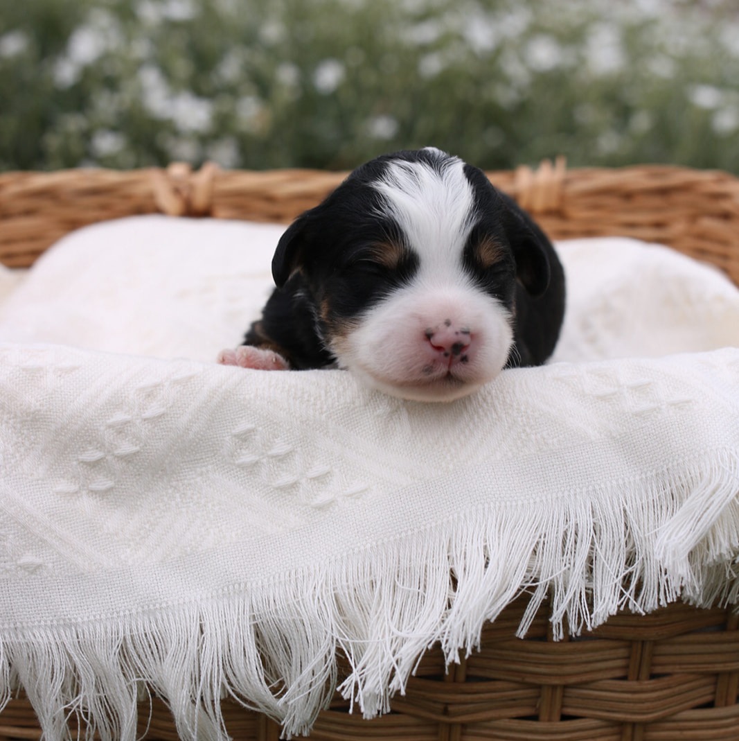 Featured image for “Micro/Mini Bernedoodle “Stone””