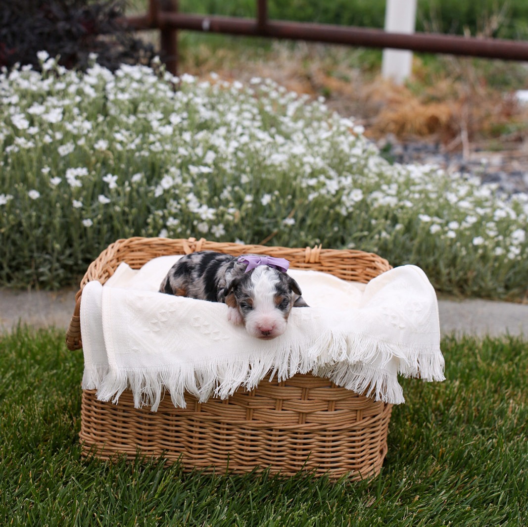 Featured image for “Micro/Mini Bernedoodle “Willow””